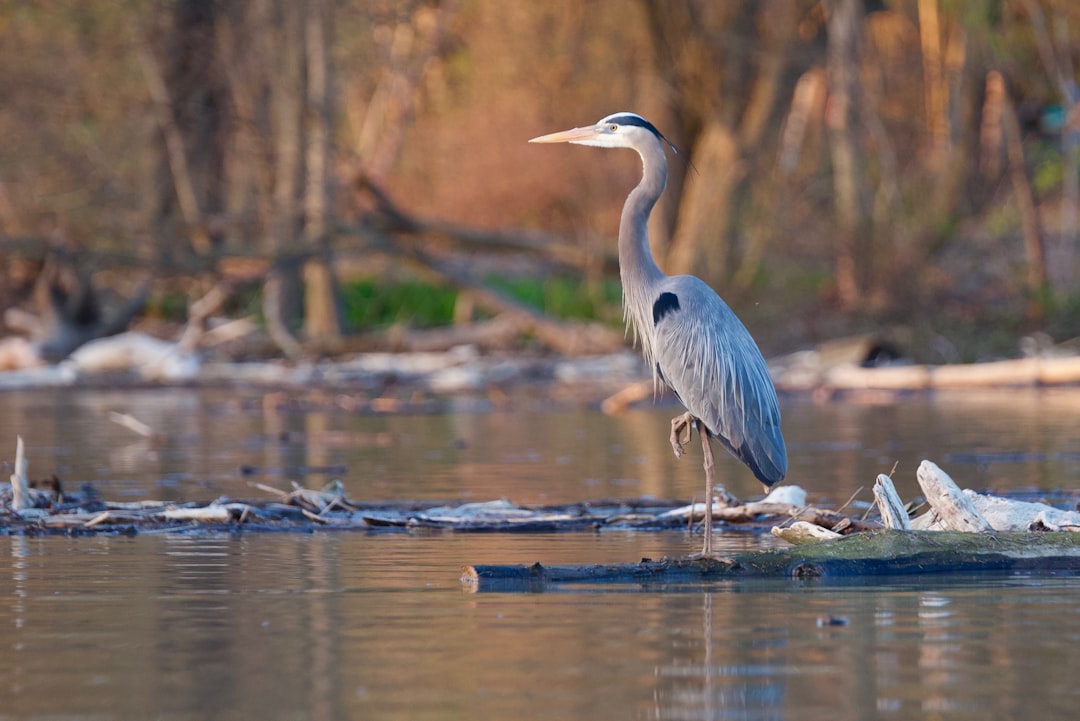 Great Blue Heron: Zazu from The Lion King (Image Credits: Unsplash)