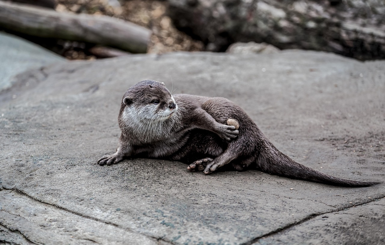 River Otter: Olaf from Frozen (Image Credits: Pixabay)
