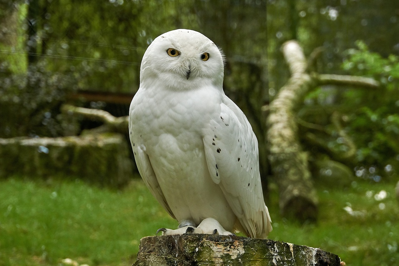 The Snowy Owl - The Berserker Class (Image Credits: Pixabay)