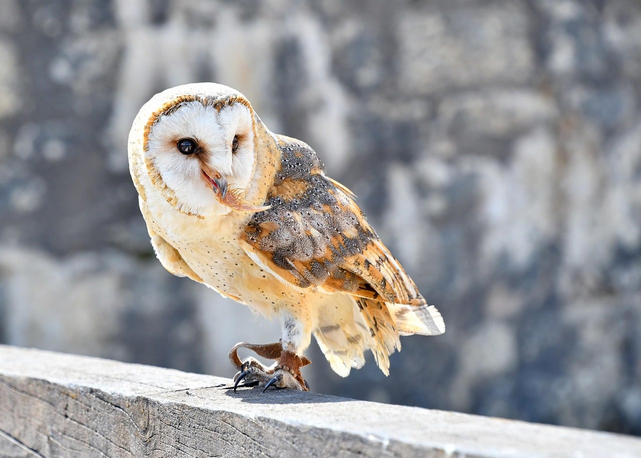 The Barn Owl - The Silent Rogue (Image Credits: Pixabay)