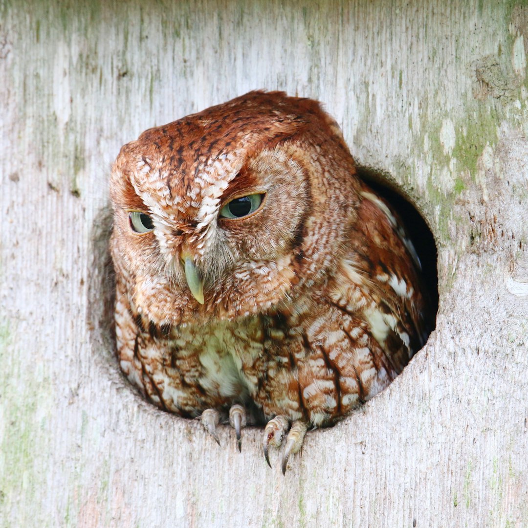 The Eastern Screech Owl - The Master of Disguise (Image Credits: Unsplash)