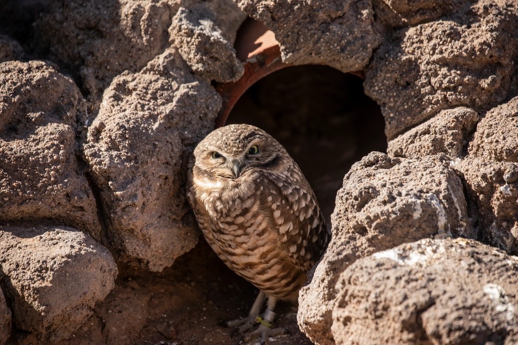 The Burrowing Owl - The Unconventional Fighter (Image Credits: Rawpixel)