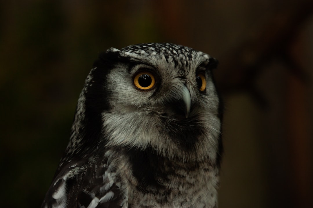 The Northern Hawk Owl - The Daylight Warrior (Image Credits: Unsplash)