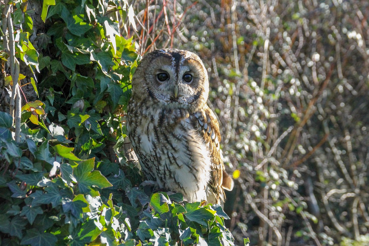 The Tawny Owl - The Forest Paladin (Image Credits: Pixabay)