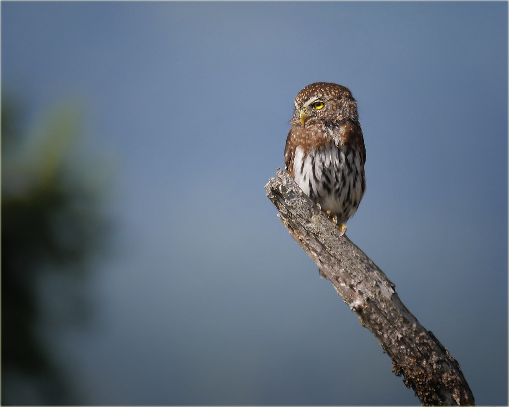 The Pygmy Owl - The Tiny Berserker (Image Credits: Flickr)