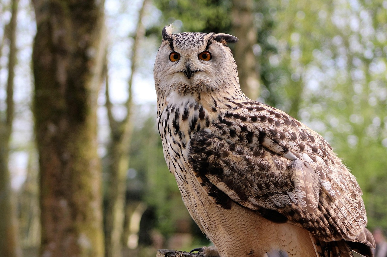 The Long-eared Owl - The Mystical Mage (Image Credits: Pixabay)