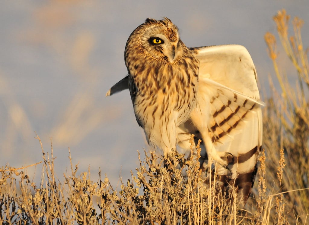 The Short-eared Owl - The Battle Mage (Image Credits: Flickr)