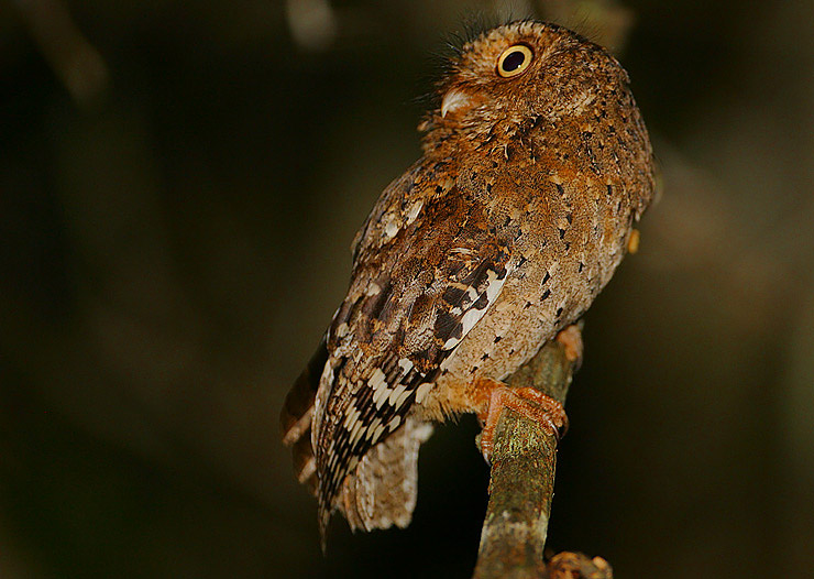 The Flammulated Owl - The Nature Mage (Image Credits: Wikimedia)