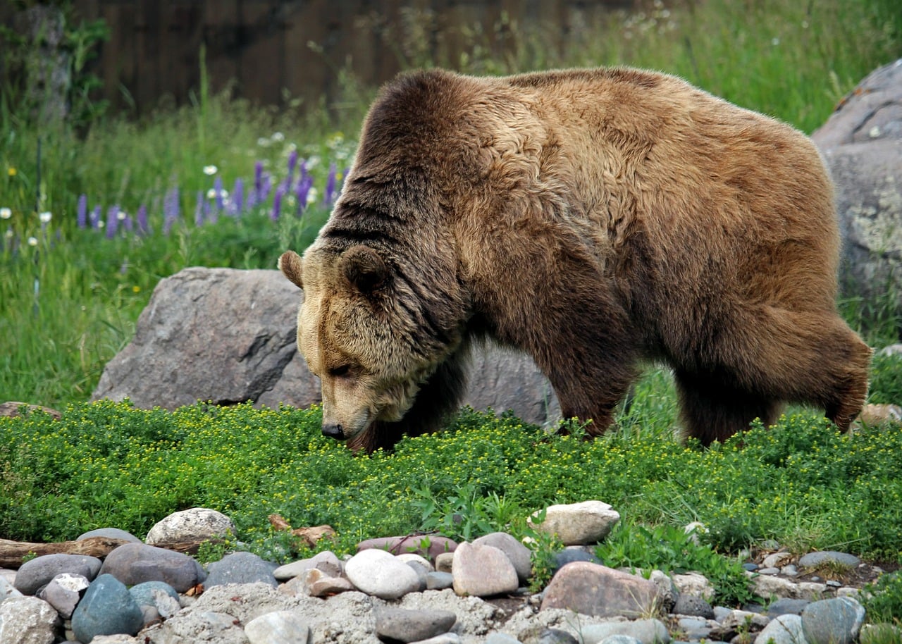 The Tank Bear - Built for the Frontlines (Image Credits: Pixabay)