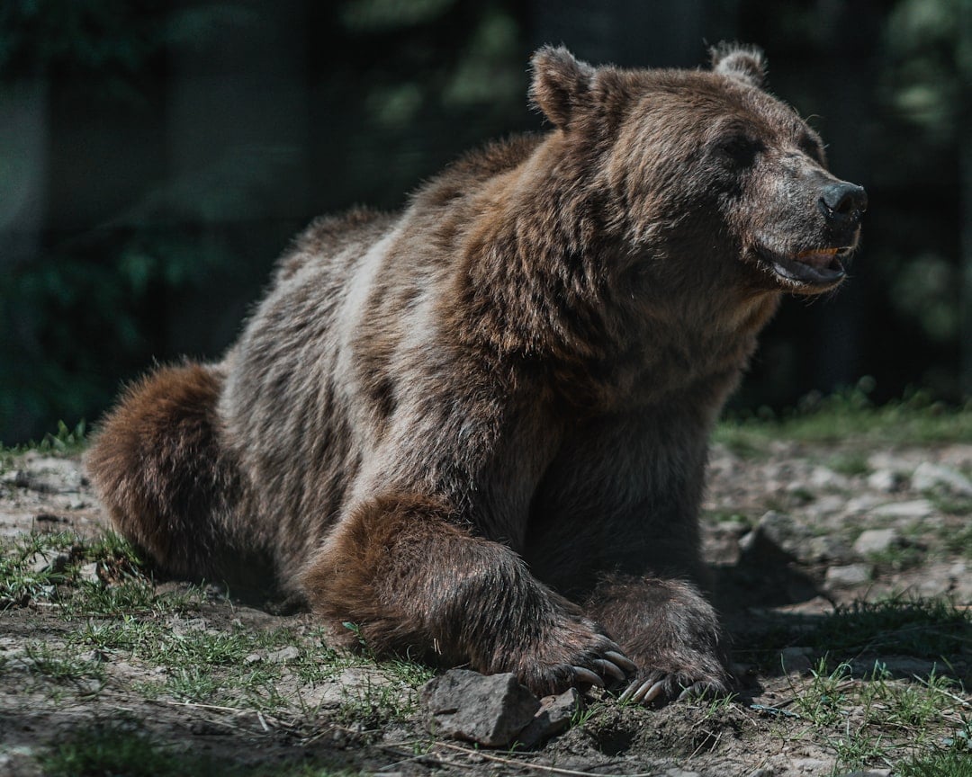 The Protective Leader Who Commands Respect (Image Credits: Unsplash)