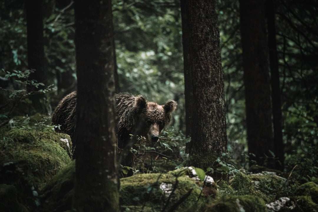 The Rogue Bear - Master of Stealth and Strategy (Image Credits: Unsplash)