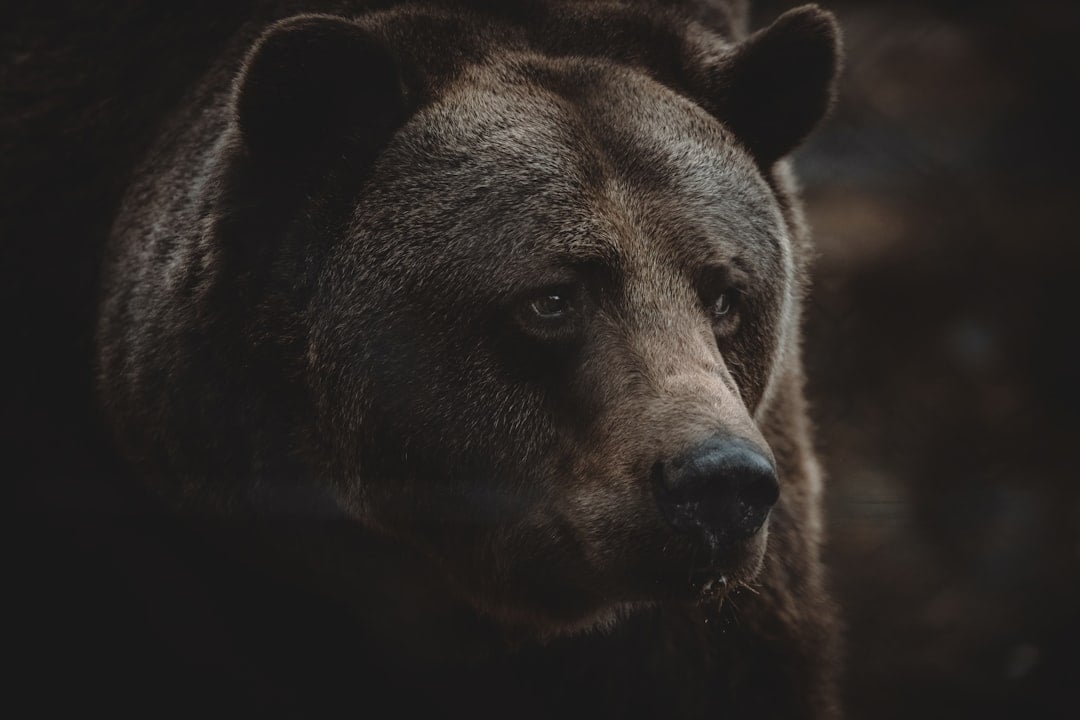 The Mage Bear - Wielding Nature's Ancient Wisdom (Image Credits: Unsplash)