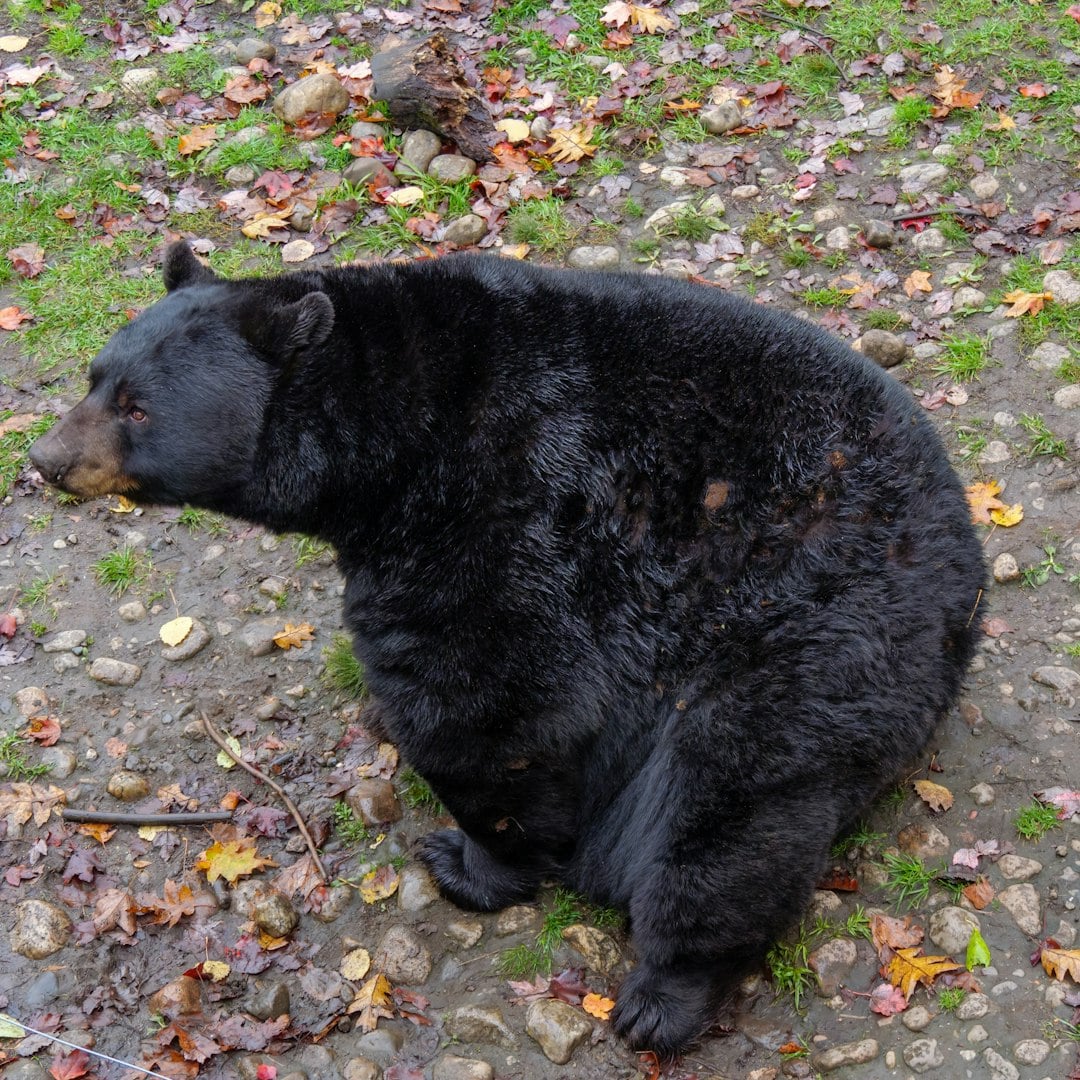The Adaptive Hybrid - Bears Who Break the Mold (Image Credits: Unsplash)
