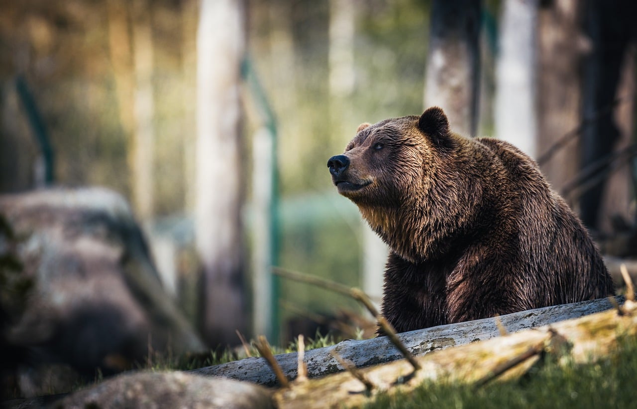 Reading Your Own Bear Personality (Image Credits: Pixabay)