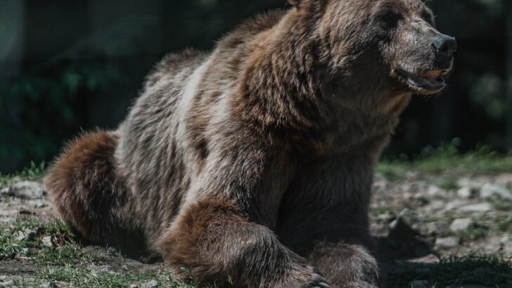 Which Bear Class Would You Be in an RPG – Tank, Rogue, or Mage?