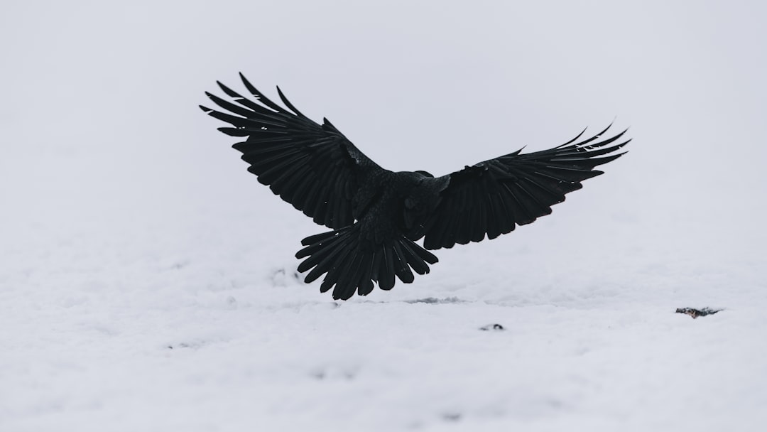 Ravens as Messengers of Wisdom (Image Credits: Unsplash)