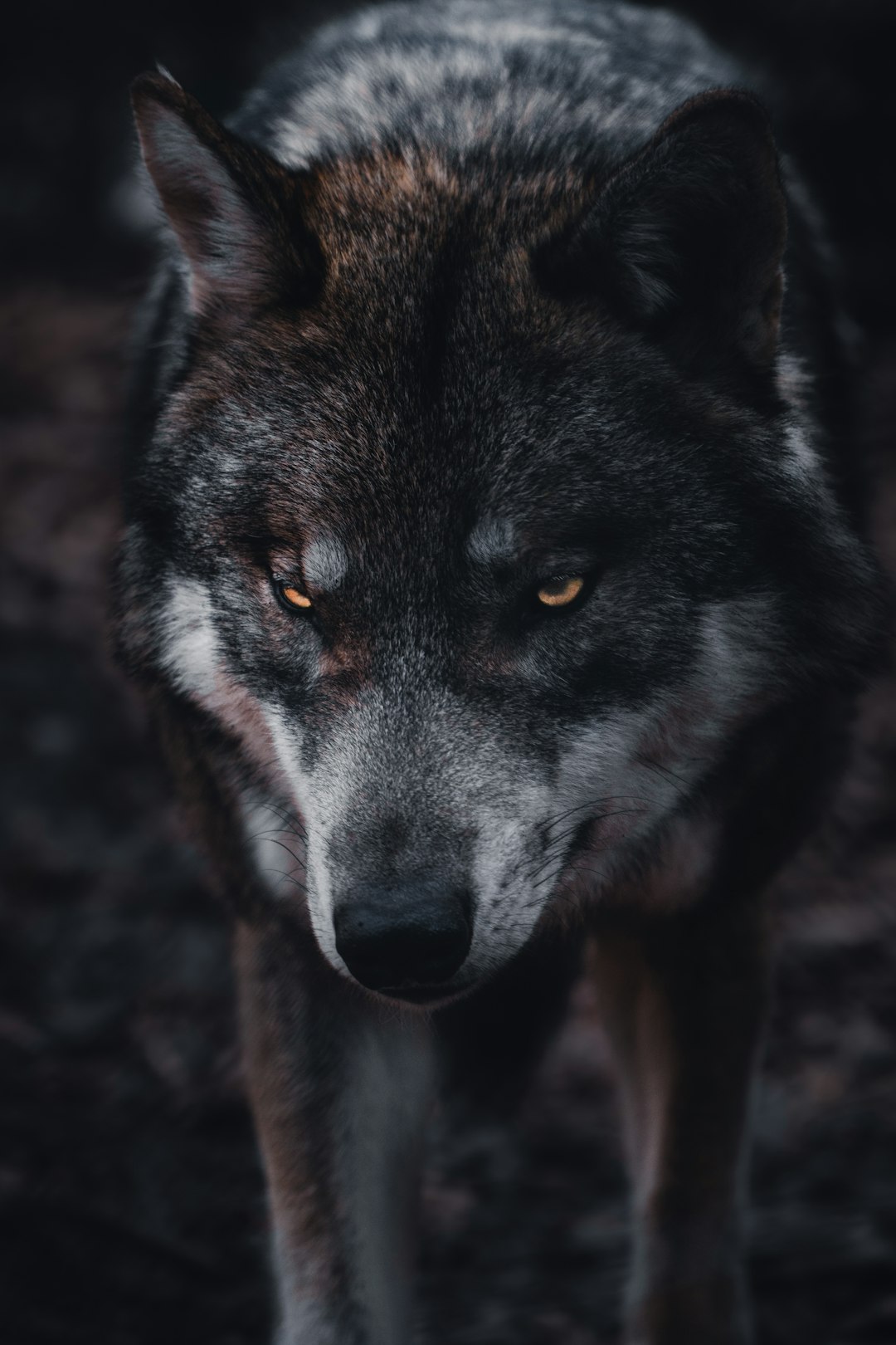 The Fenrir Prophecy (Image Credits: Unsplash)