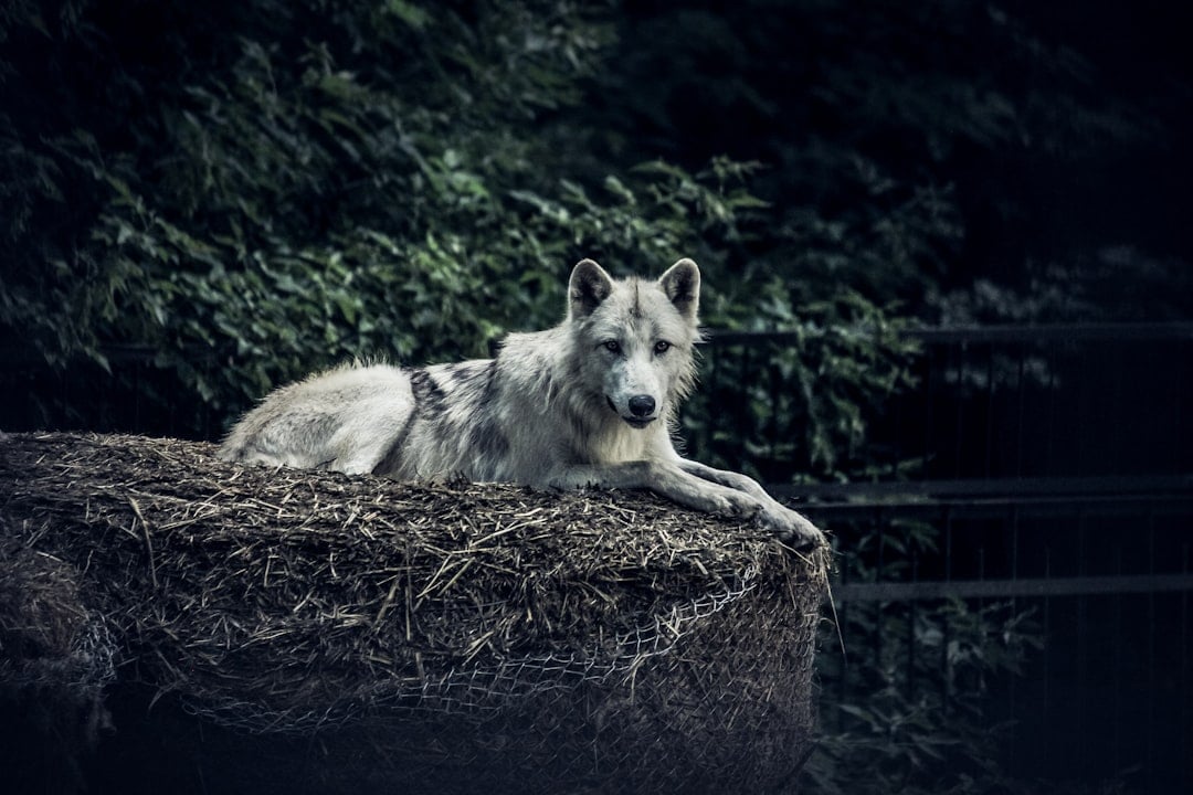 The Mysterious INFJ Wolf - The Lone Guardian (Image Credits: Unsplash)