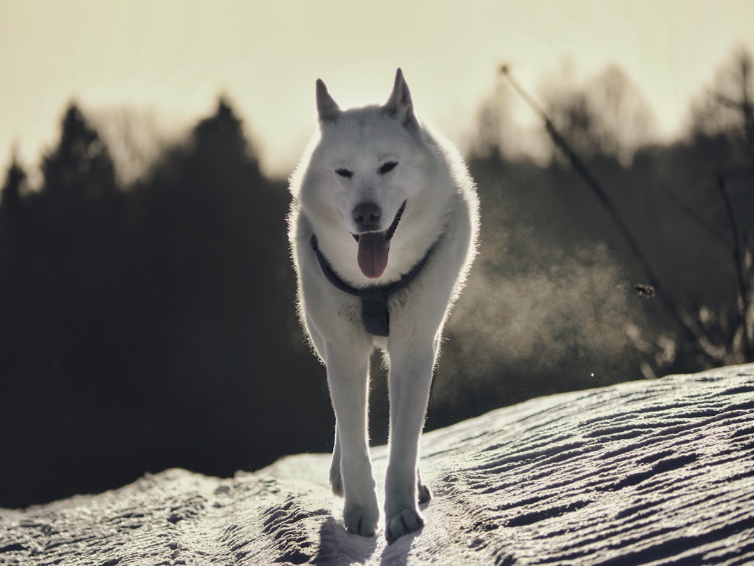 The Inventive ENTP Wolf - The Curious Explorer (Image Credits: Unsplash)