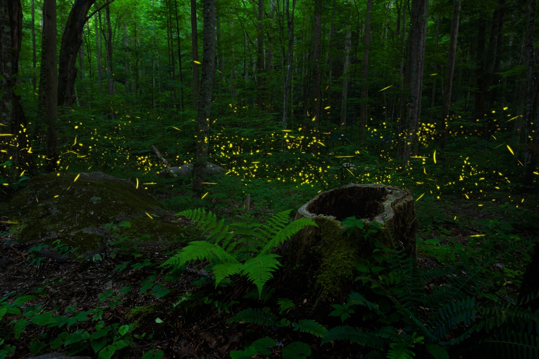 Fireflies: Nature's Living Light Show (Image Credits: Unsplash)