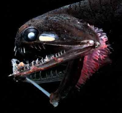 Deep Sea Anglerfish: The Real-Life Thanator Lure (Image Credits: Wikimedia)