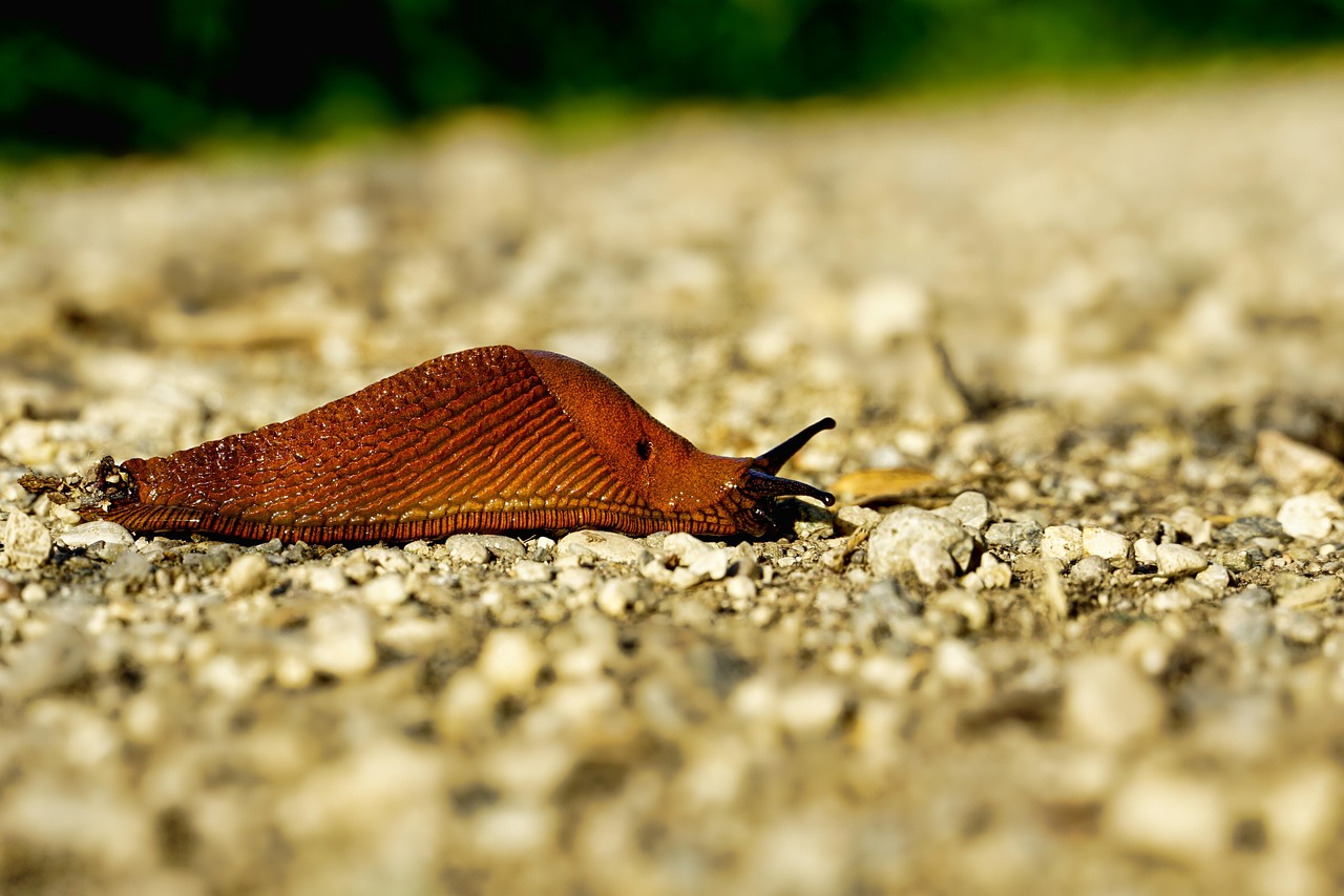 Clusterwink Snails: Glowing Shells of Defense (Image Credits: Pixabay)