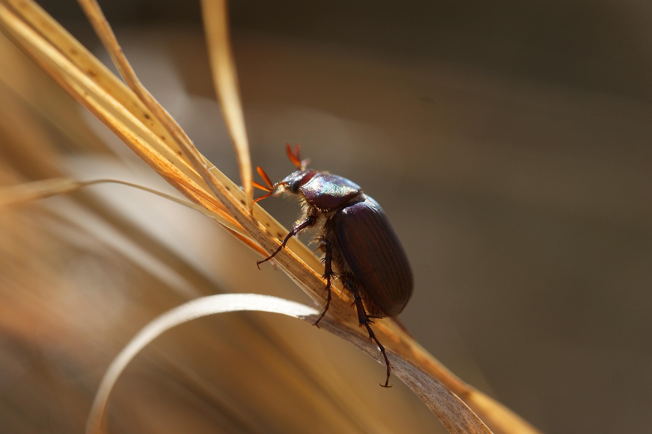 Hexapod Insects: Earth's Six-Legged Army (Image Credits: Pixabay)