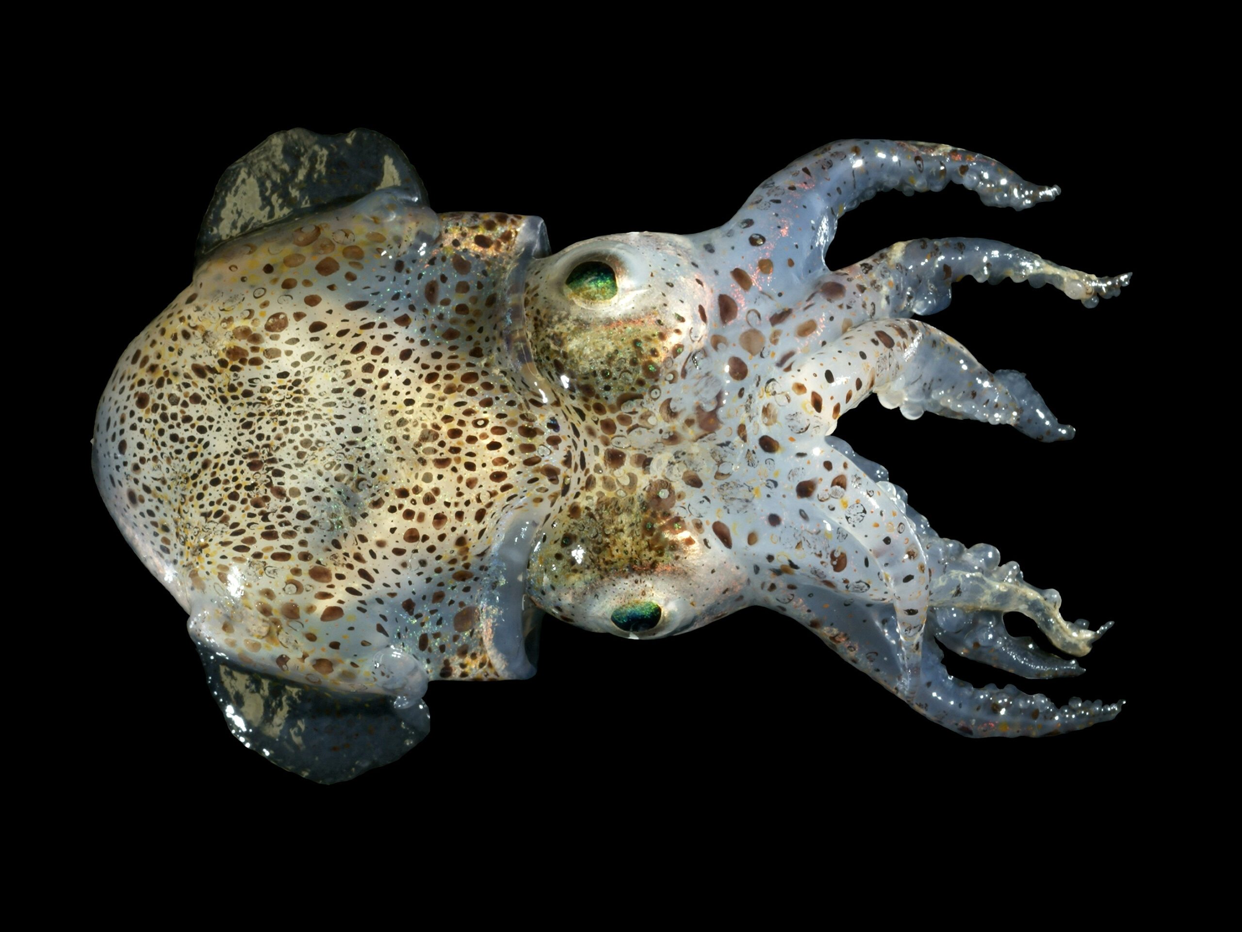Bobtail Squid: Masters of Bioluminescent Camouflage (Image Credits: Wikimedia)