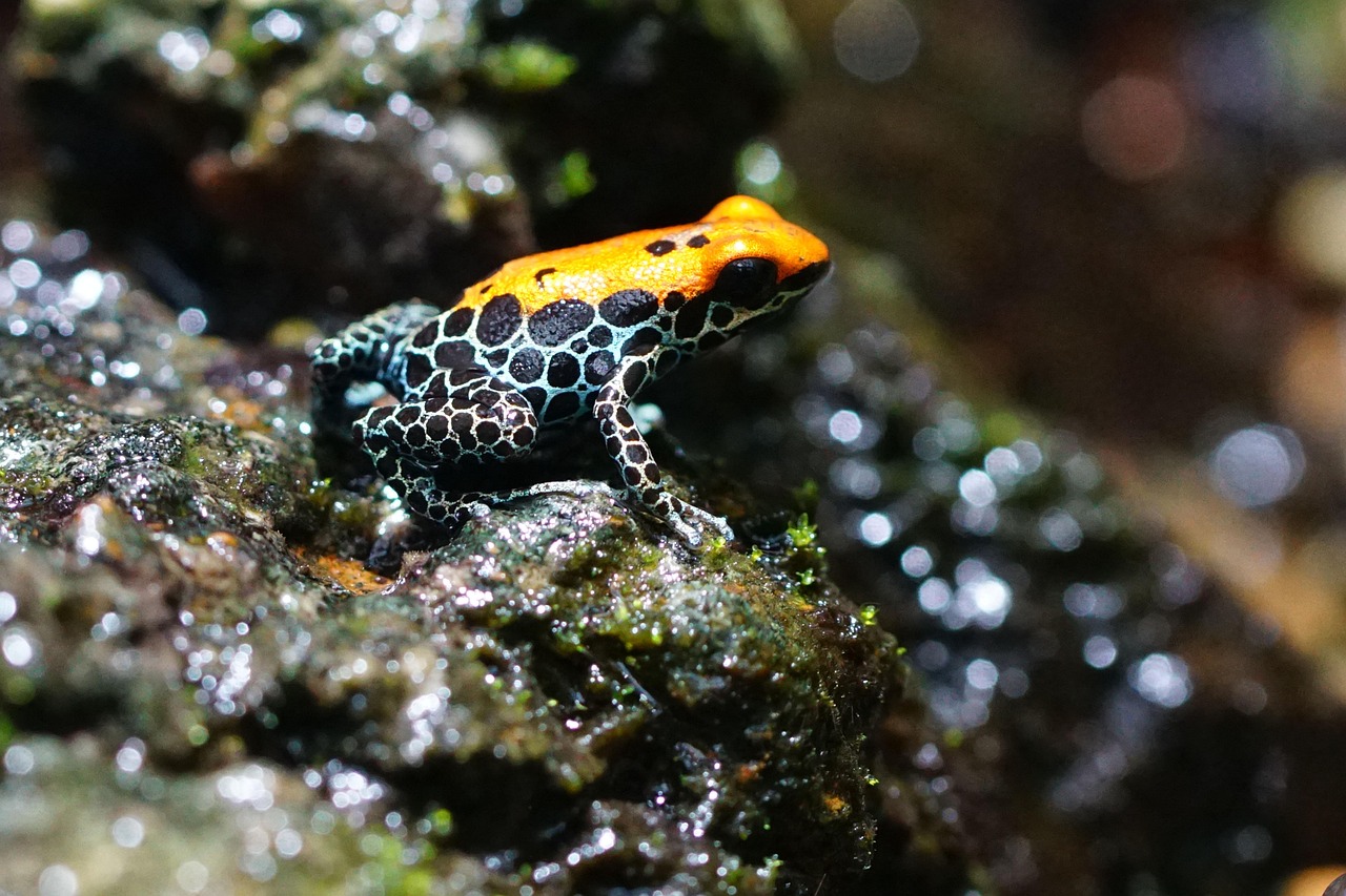 Poison Dart Frogs: Living Jewels with Deadly Beauty (Image Credits: Pixabay)