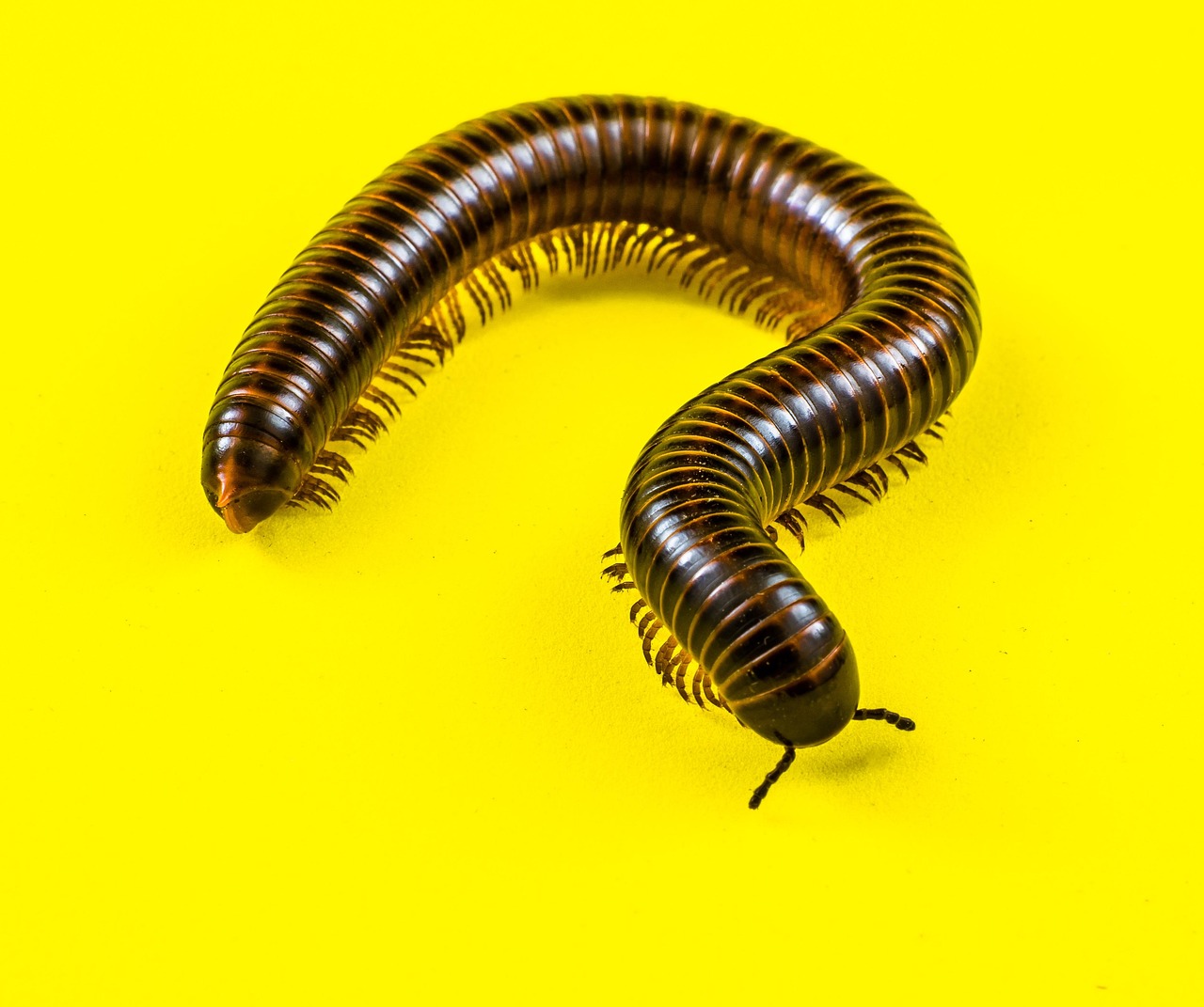 Millipedes of California: Glowing Ground Dwellers (Image Credits: Pixabay)