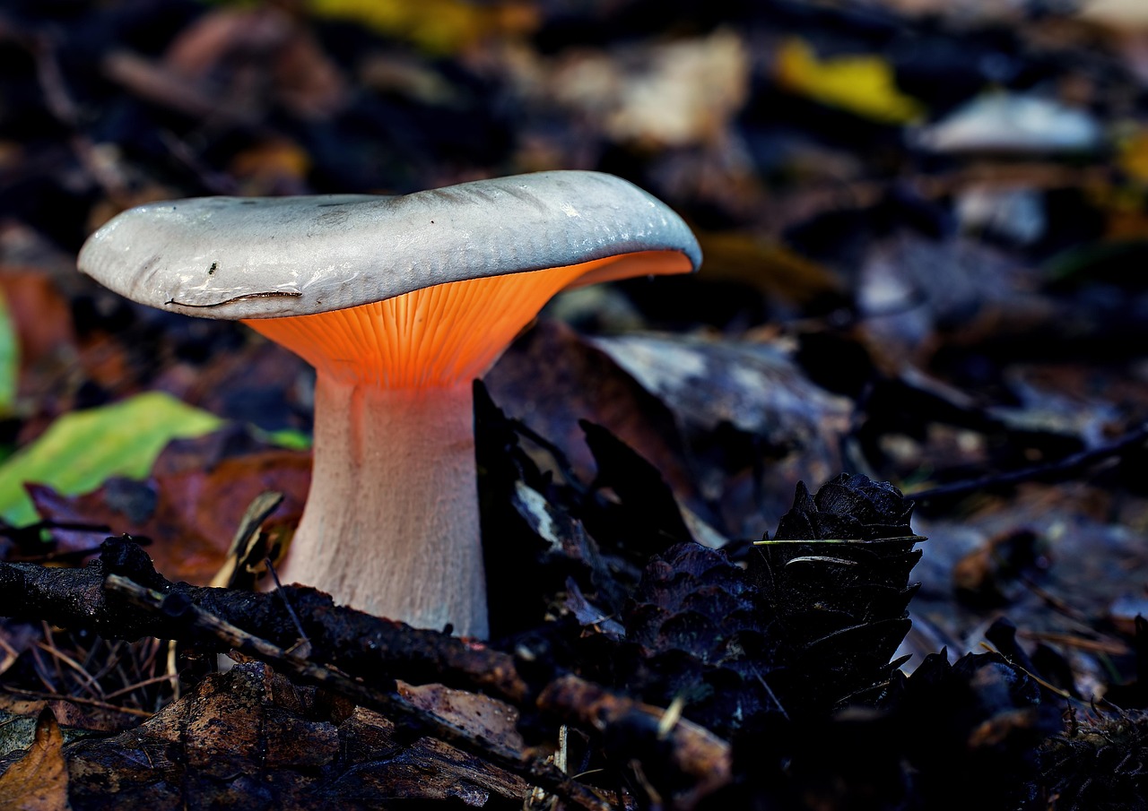 Glowing Fungi: The Forest Floor's Night Lights (Image Credits: Pixabay)