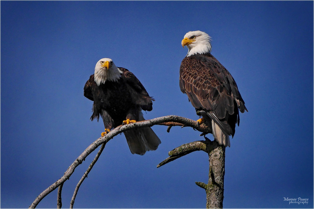 The Territorial Couples: Committed Partnership Travelers (Image Credits: Flickr)