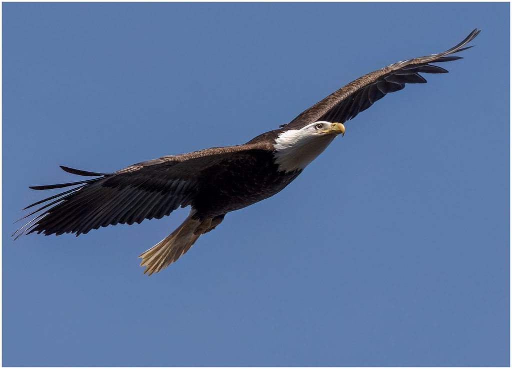 The Seasonal Migrants: Weather-Driven Wanderers (Image Credits: Flickr)