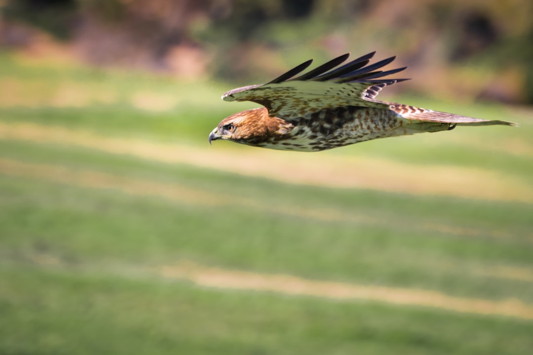 Super Speed That Leaves The Flash Behind (Image Credits: Unsplash)
