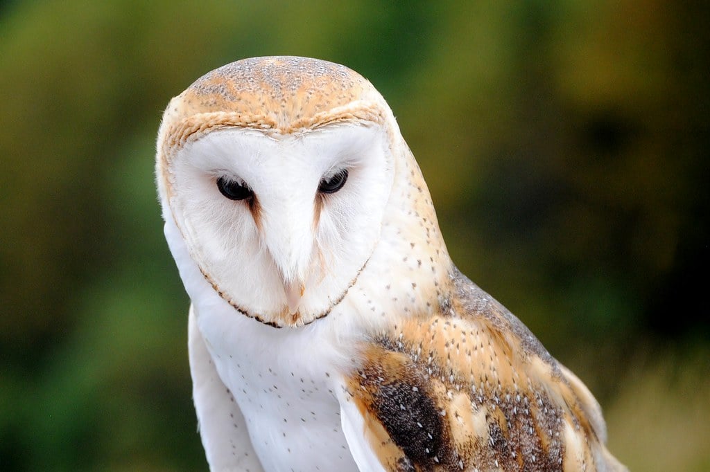 The Barn Owl: Hearts Full of Learning (Image Credits: Flickr)