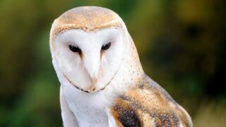 Which Owl Best Represents Back-to-School Season?