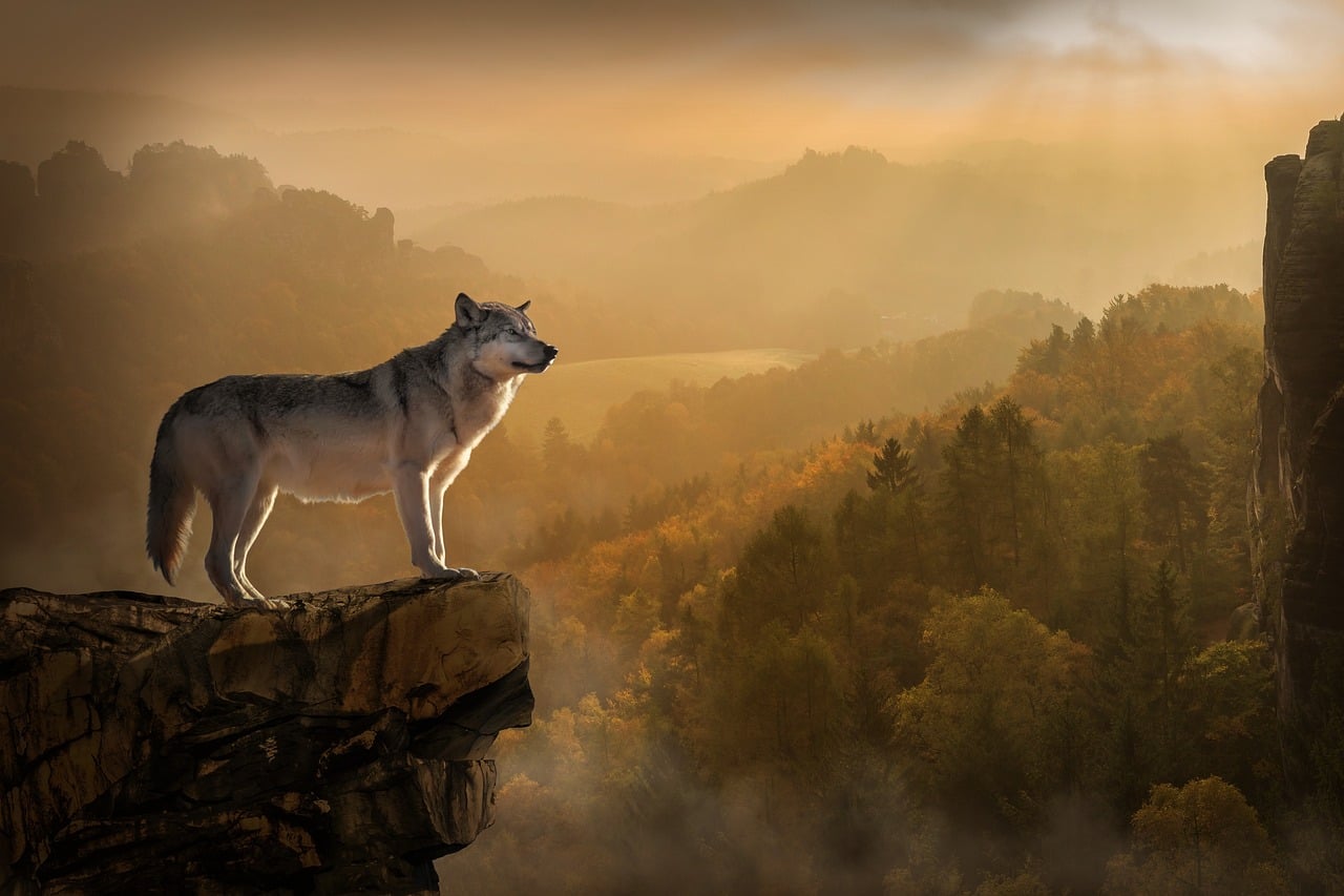 Independence and Self-Motivation (Image Credits: Pixabay)