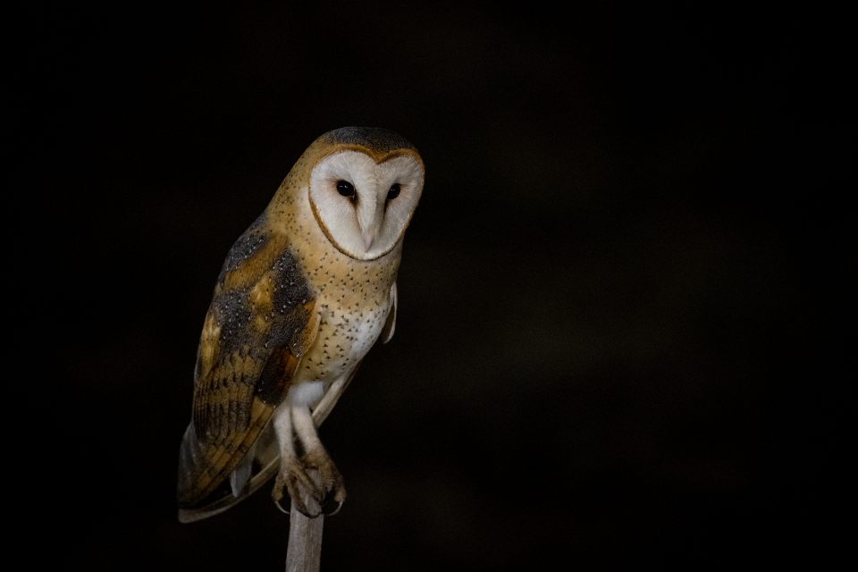 The Wise Owl: Deep Thinkers and Observers (Image Credits: Stocksnap)