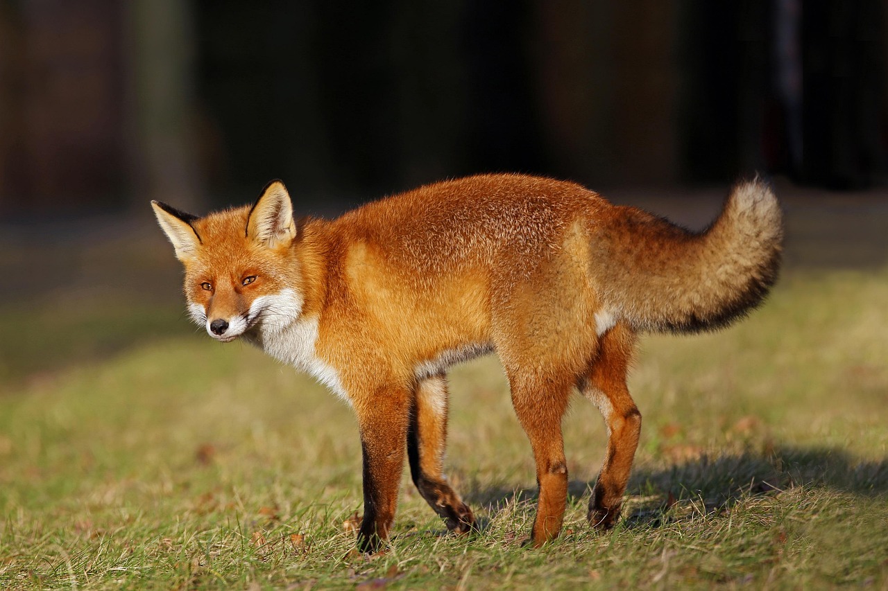 Which Animal Represents Your True Thinking Style? (Image Credits: Pixabay)
