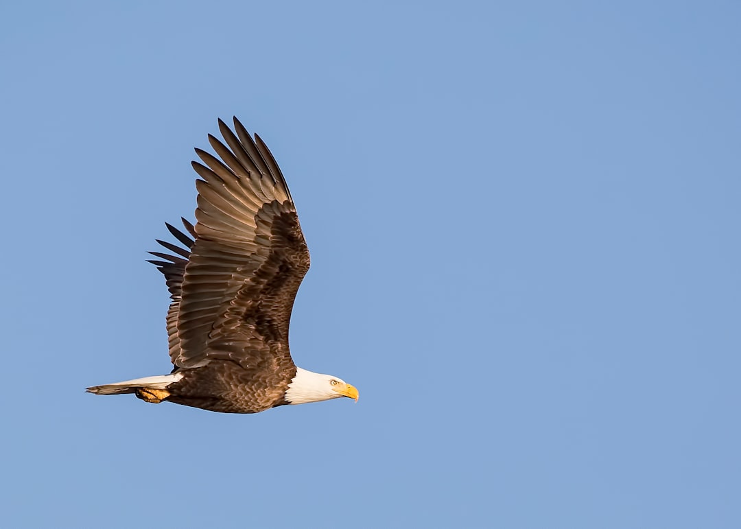Drake's Soaring Eagle Perspective (Image Credits: Unsplash)