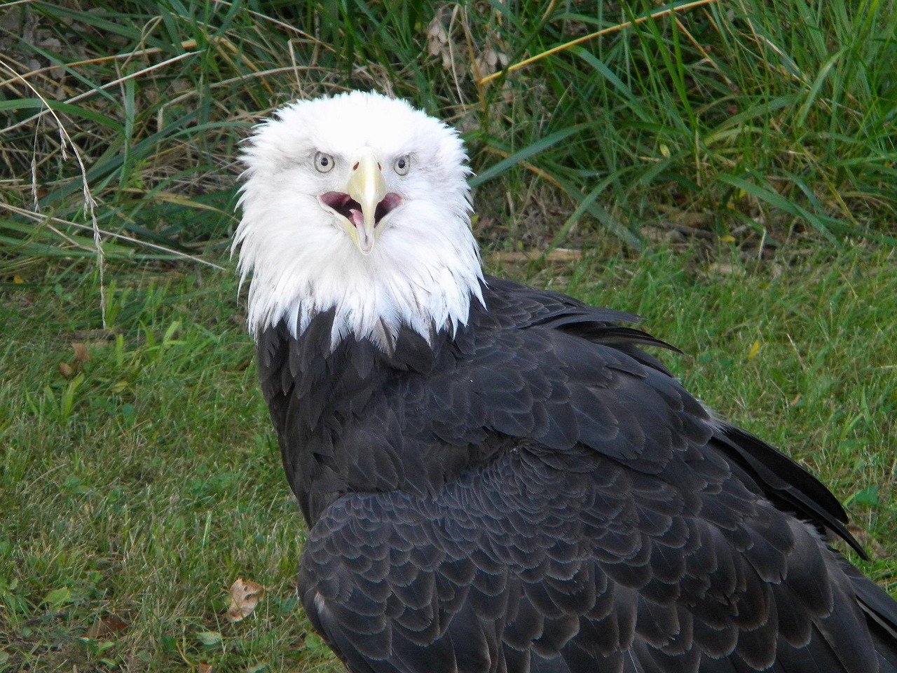 Why the Bald Eagle Became America's Ultimate Spirit Animal (Image Credits: Pixabay)