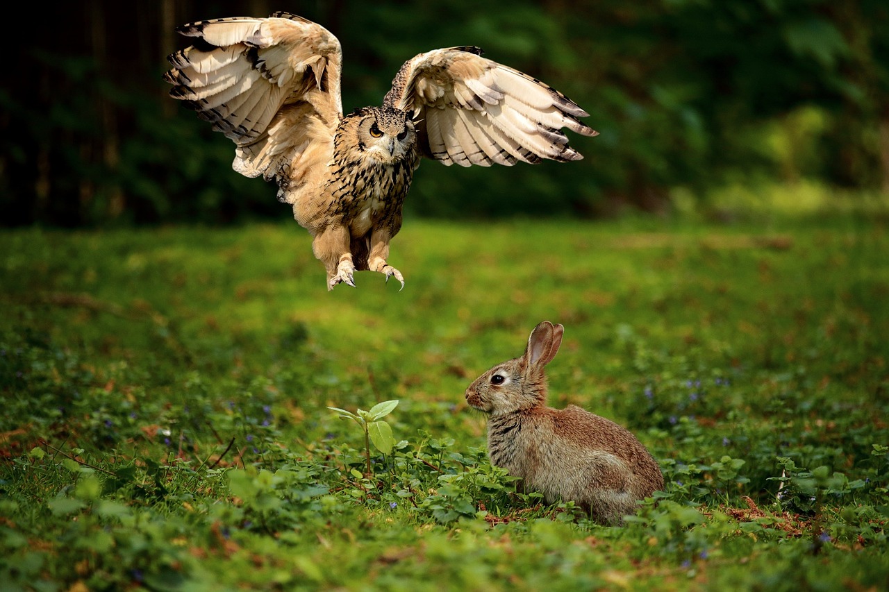 Popular Spirit Animals and Their Meanings (Image Credits: Pixabay)
