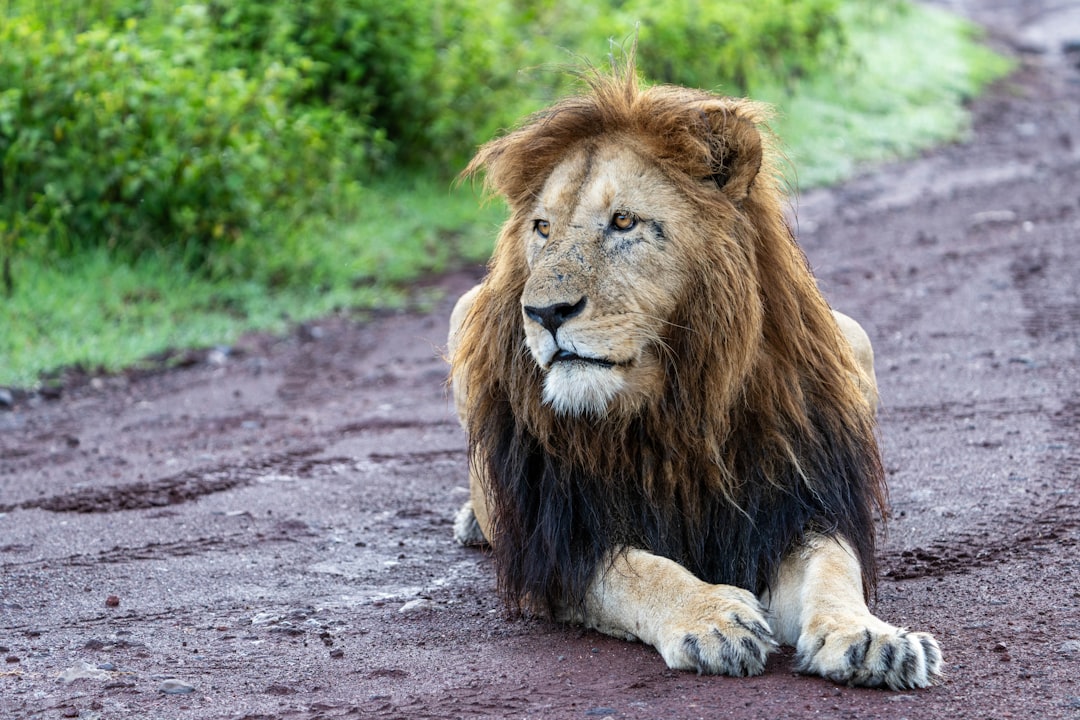 Millennials: The Ambitious Lions (Image Credits: Unsplash)