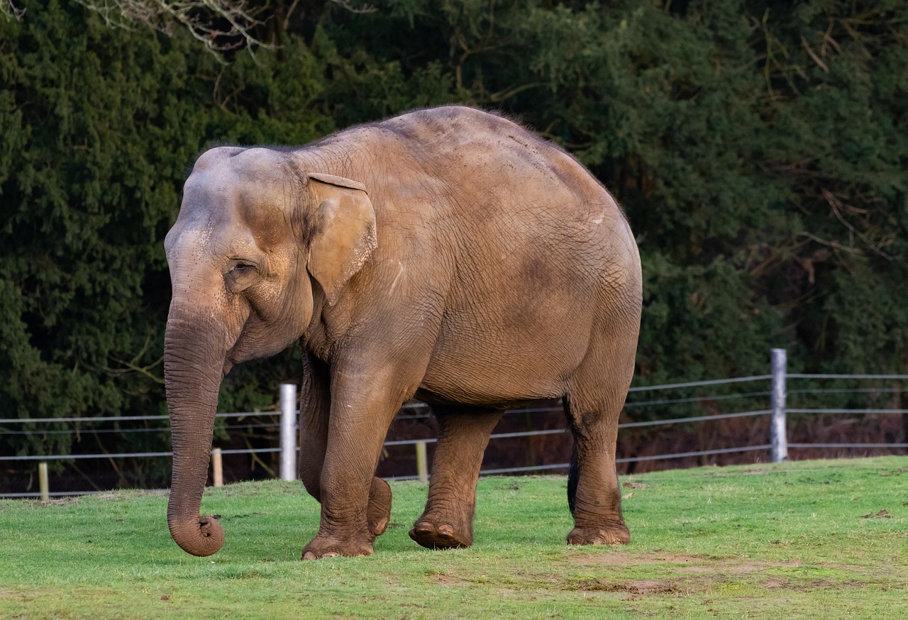 The Silent Generation: The Wise Elephants (Image Credits: Pixabay)