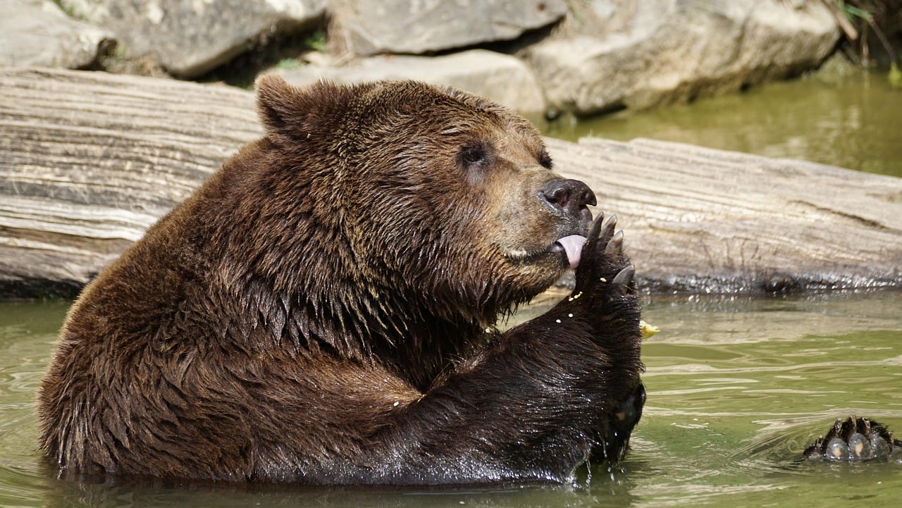 Why These Animal Comparisons Matter (Image Credits: Pixabay)