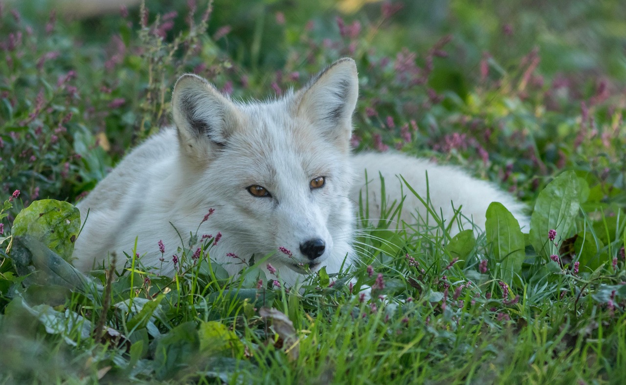 Conclusion: Embracing Our Generational Animal Spirits (Image Credits: Pixabay)