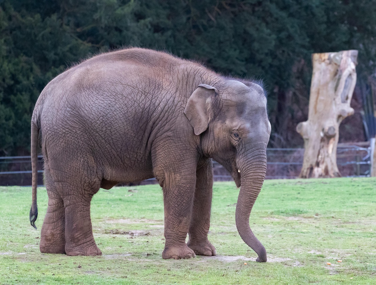 The Power of Number 6 - The Wise Elephant (Image Credits: Pixabay)