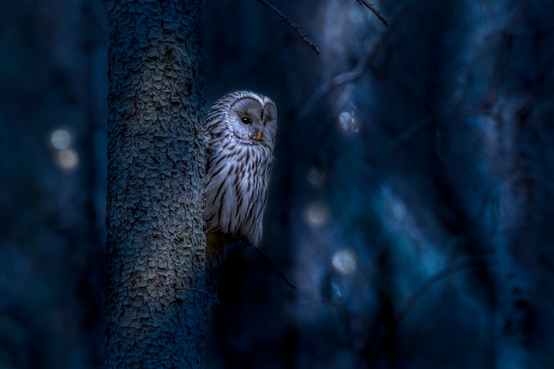 The Power of Number 7 - The Mystical Owl (Image Credits: Unsplash)