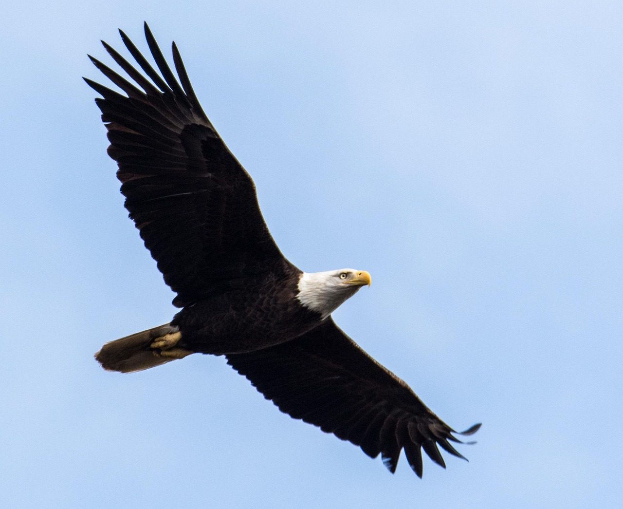 The Power of Number 8 - The Soaring Eagle (Image Credits: Pixabay)
