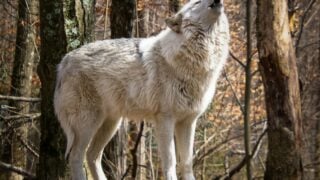 Wolves, Owls, or Coyotes? Which Spirit Animal Matches Your Lucky Number